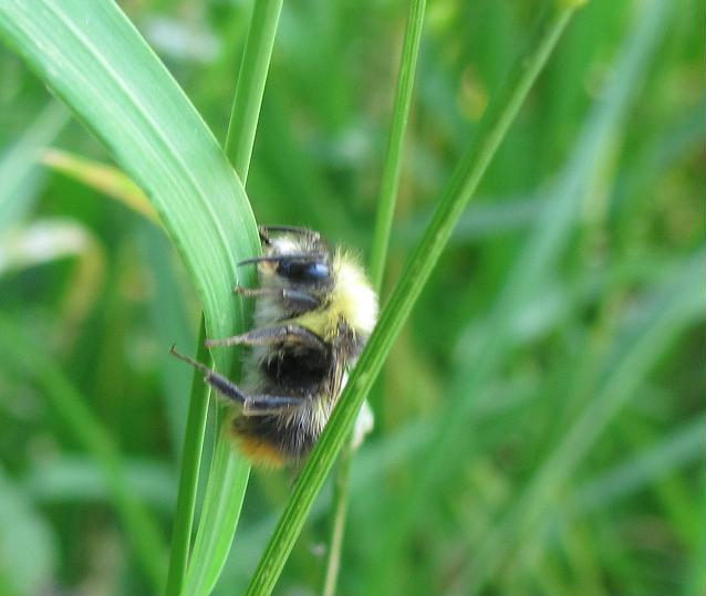 Bombus sp.